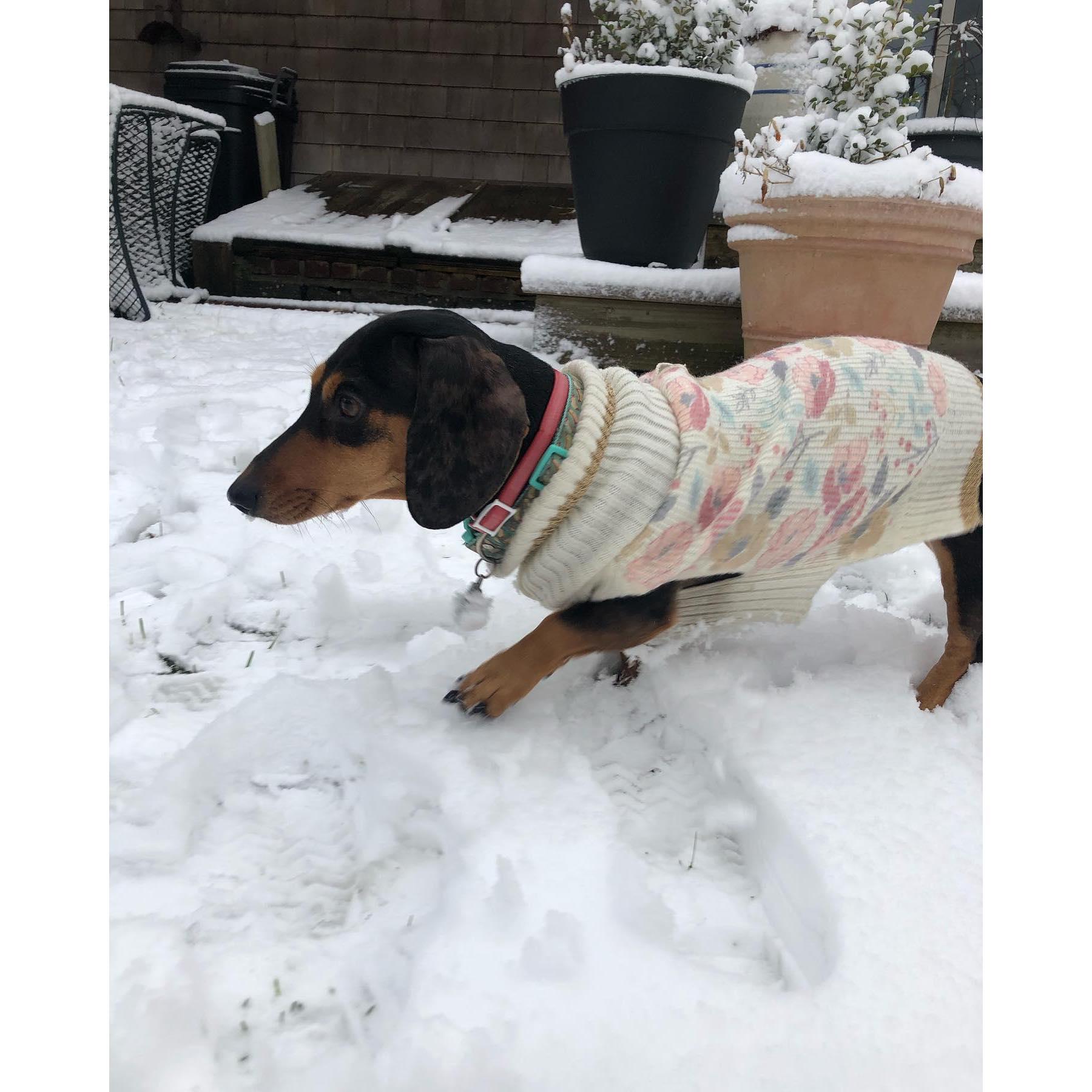 Whimsy's first snow- December 2019