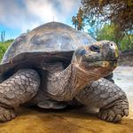 Galapagos Islands