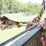 Lion Country Safari