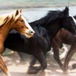 Sombrero Ranch Horse Camp