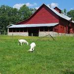 Carl Sandburg Home National Historic Site