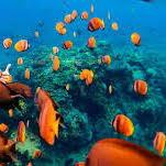 Snorkeling and Scuba Diving