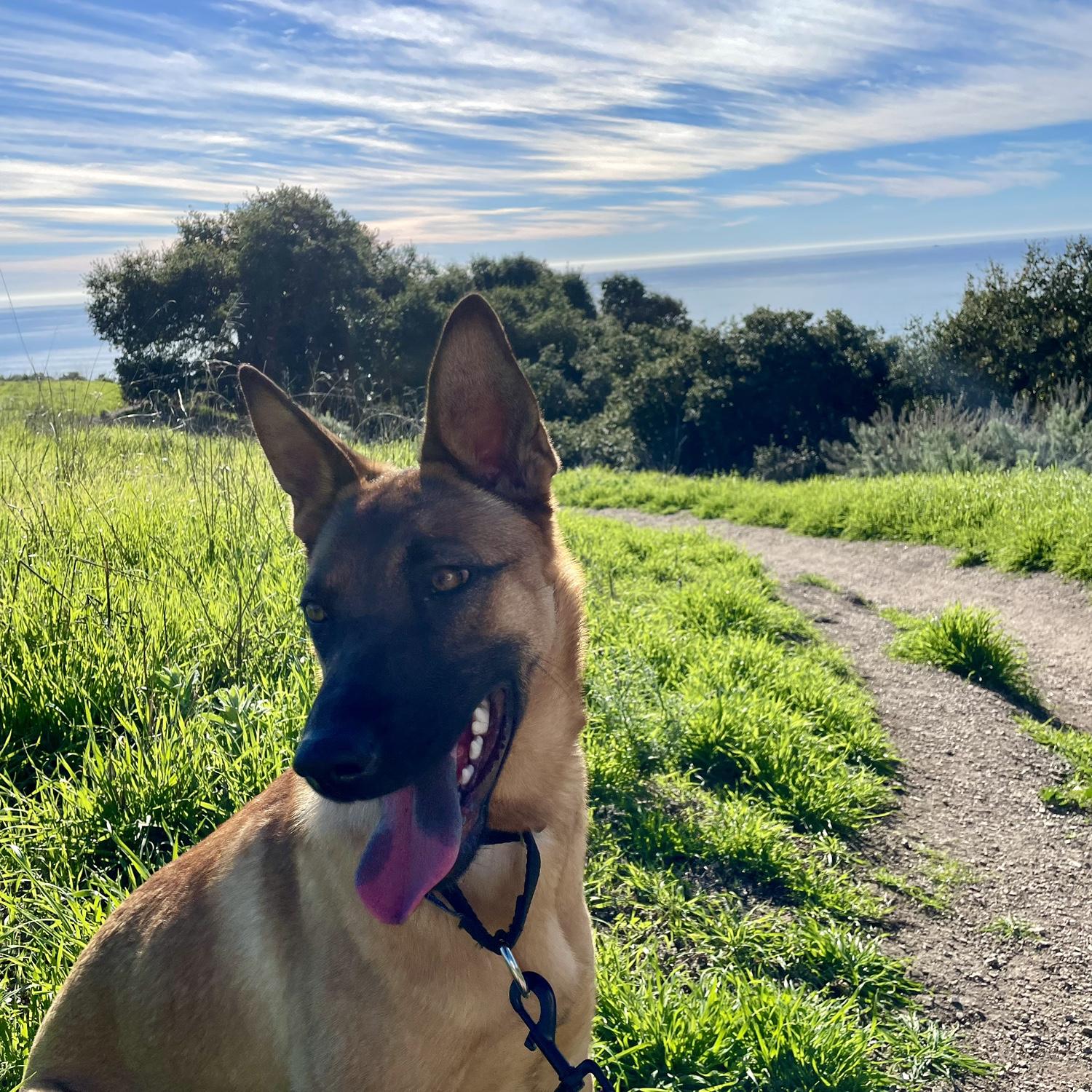 Nelly girl