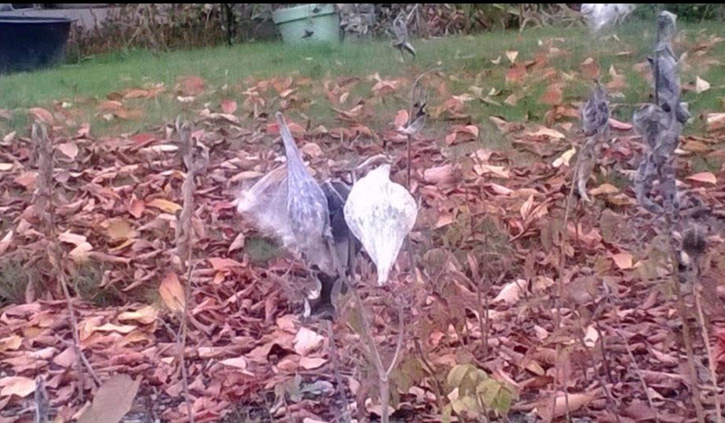 The Wedding Website of Sierra Nicole Guarino and Jeffery Alan Williams