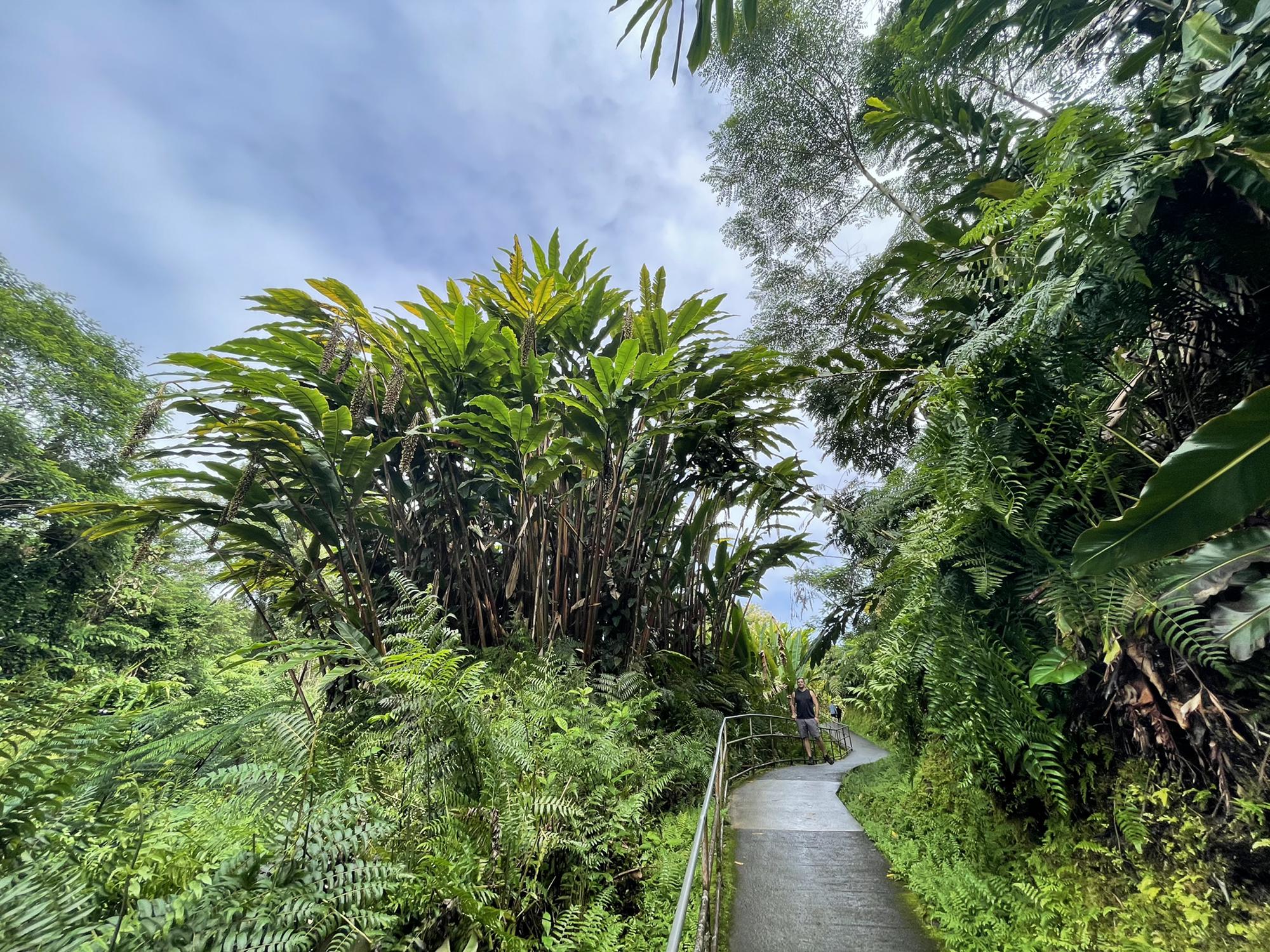 Akaka Falls State Park, Hawaii 🌱🌴 (December 2021)