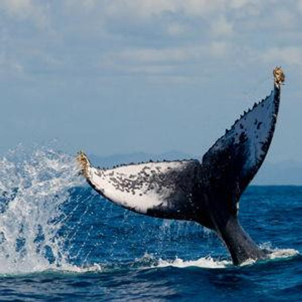 Exploring Juneau- Whale Watching