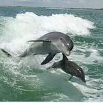 St Pete Dolphin Snorkeling Tour