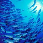 Fishing tours