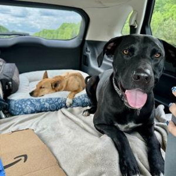 Our Pet Toy Fund