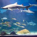 Greater Cleveland Aquarium