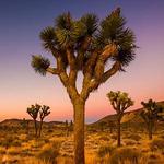Joshua Tree National Park