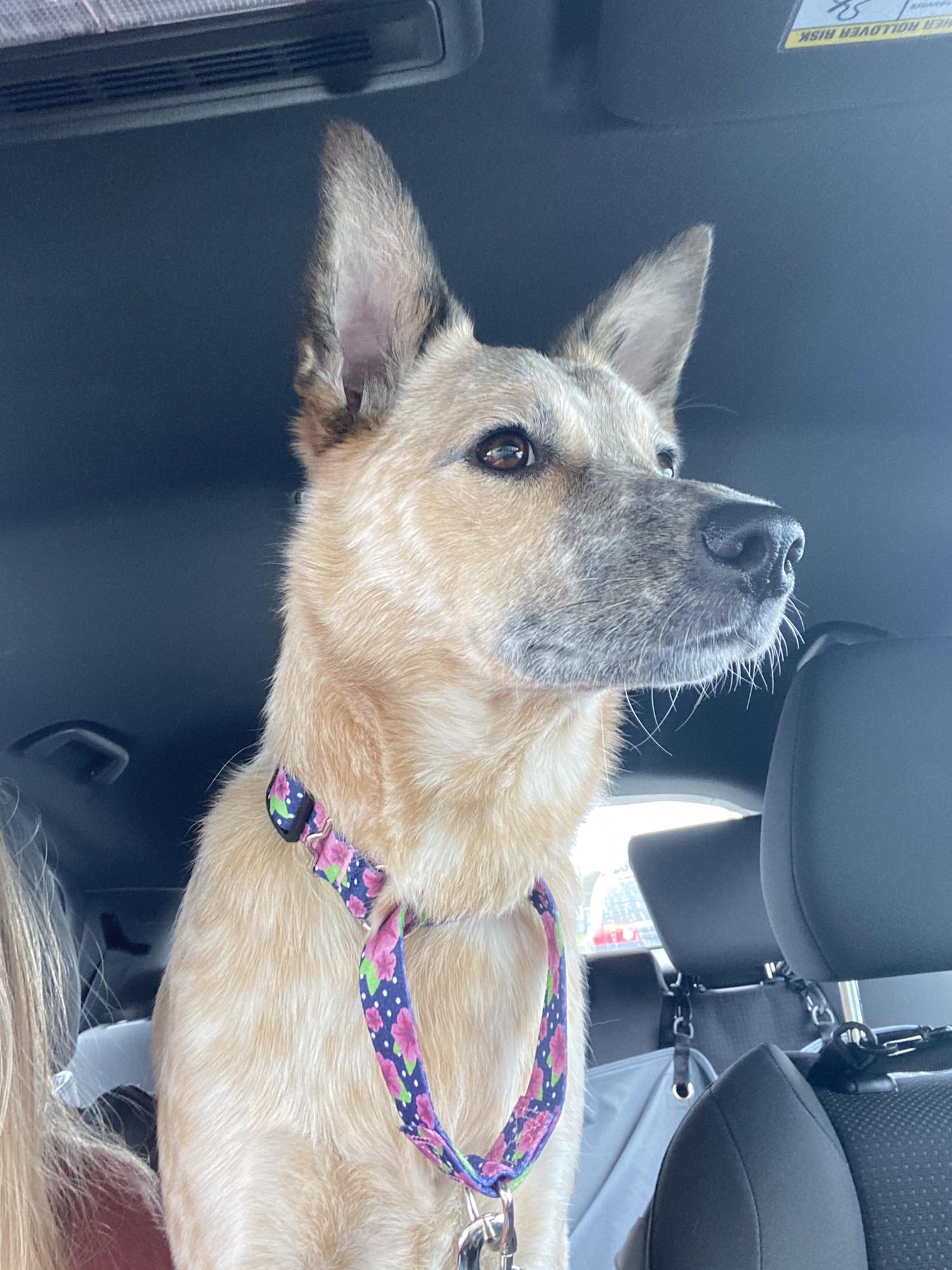 Captain Millie!