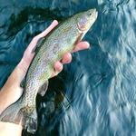 Fly Fish on the Farmington River