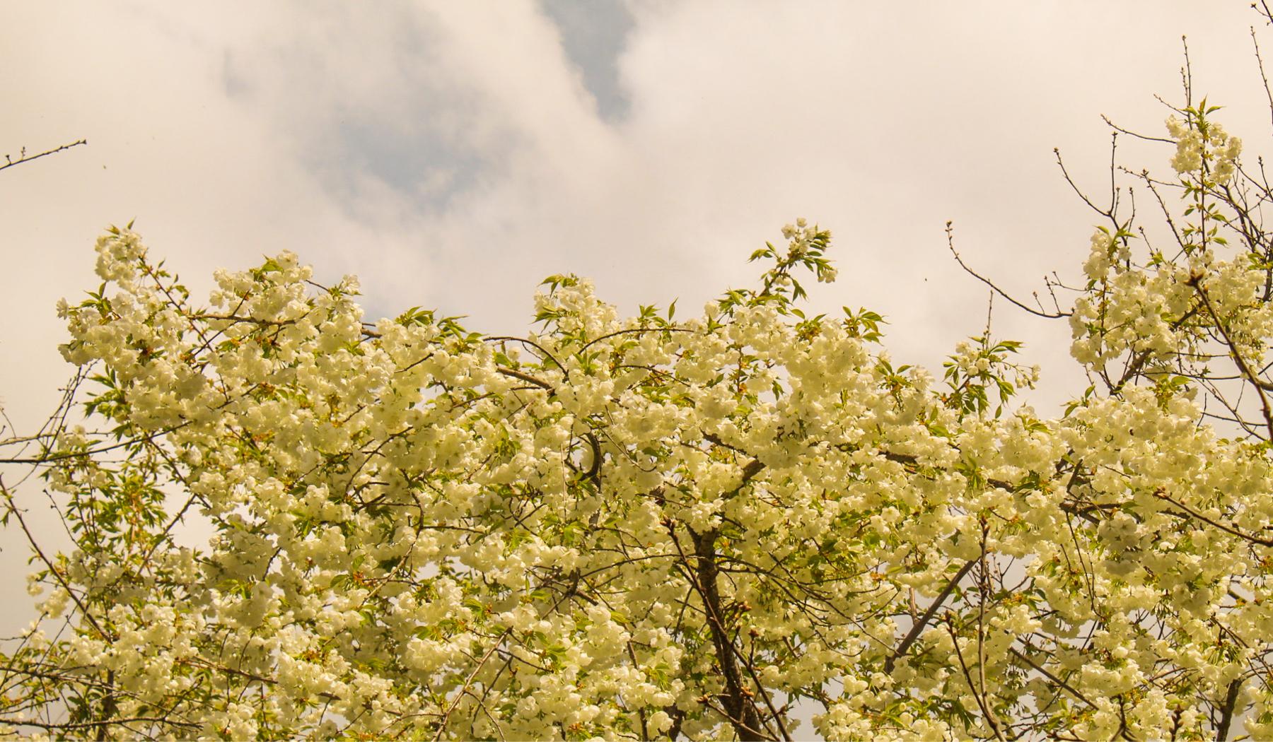 The Wedding Website of Andrea Montpas and Ian Heard