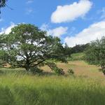Mount Pisgah Arboretum