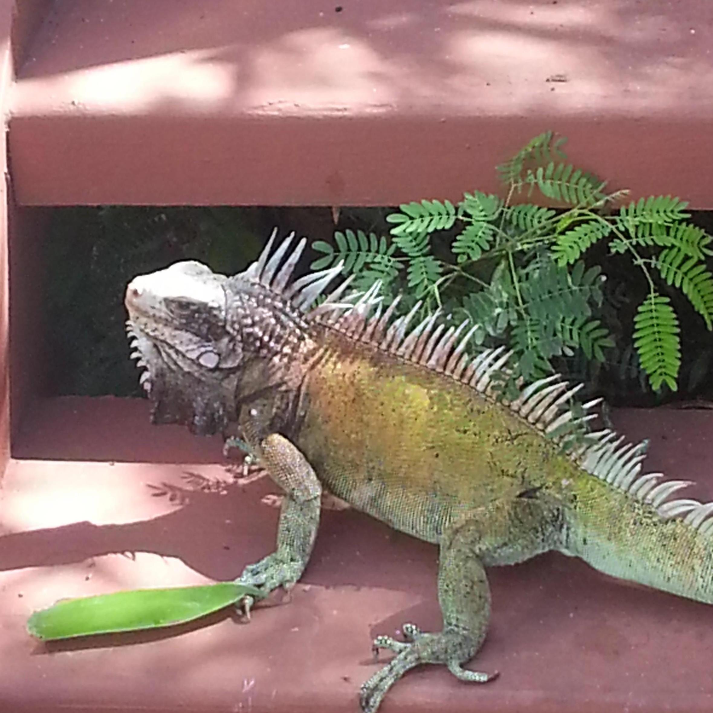 Godzilla almost took off a toe on our way to the beach! Watch out for these prehistoric lizards!