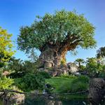 Disney's Animal Kingdom Theme Park