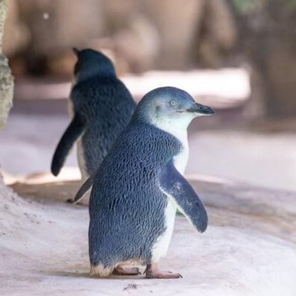 Wildlife Sightseeing in New Zealand