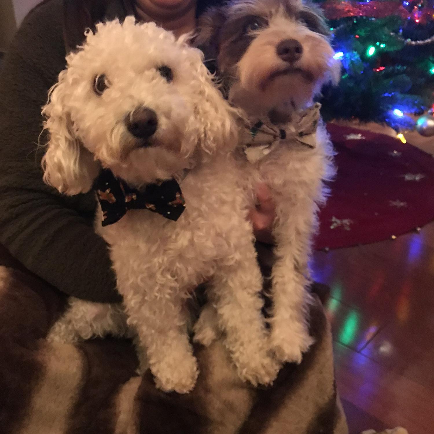 lou lou and cha cha, my other two favorite brothers. i mean, could they get any more handsome!?