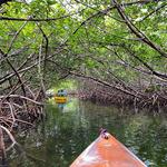 Kayak the Mangroves