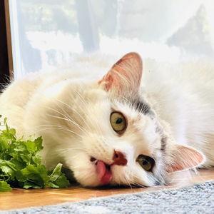 Aslan Snacks (Kitty Fund)