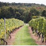 Stonington Vineyards