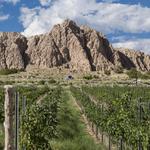 Wine Tasting in Dixon, NM