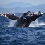 Whale Watching Oceanside