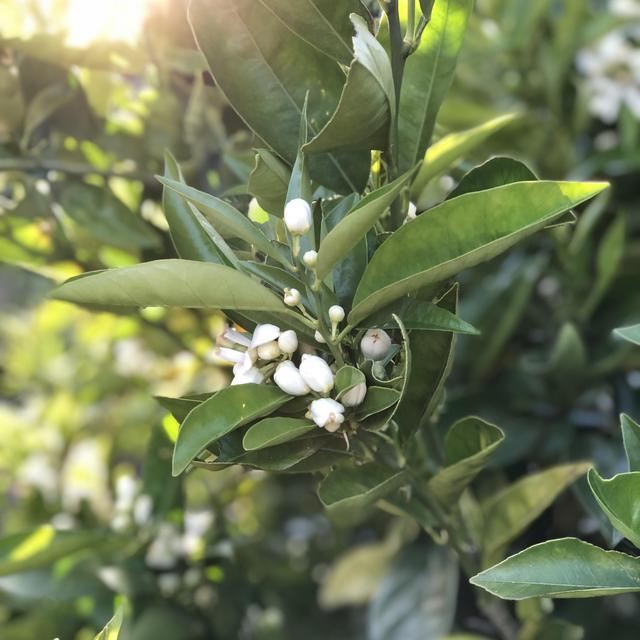Help Us Plant a Real California Orchard