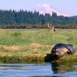 Nisqually National Wildlife Refuge Visitor Center
