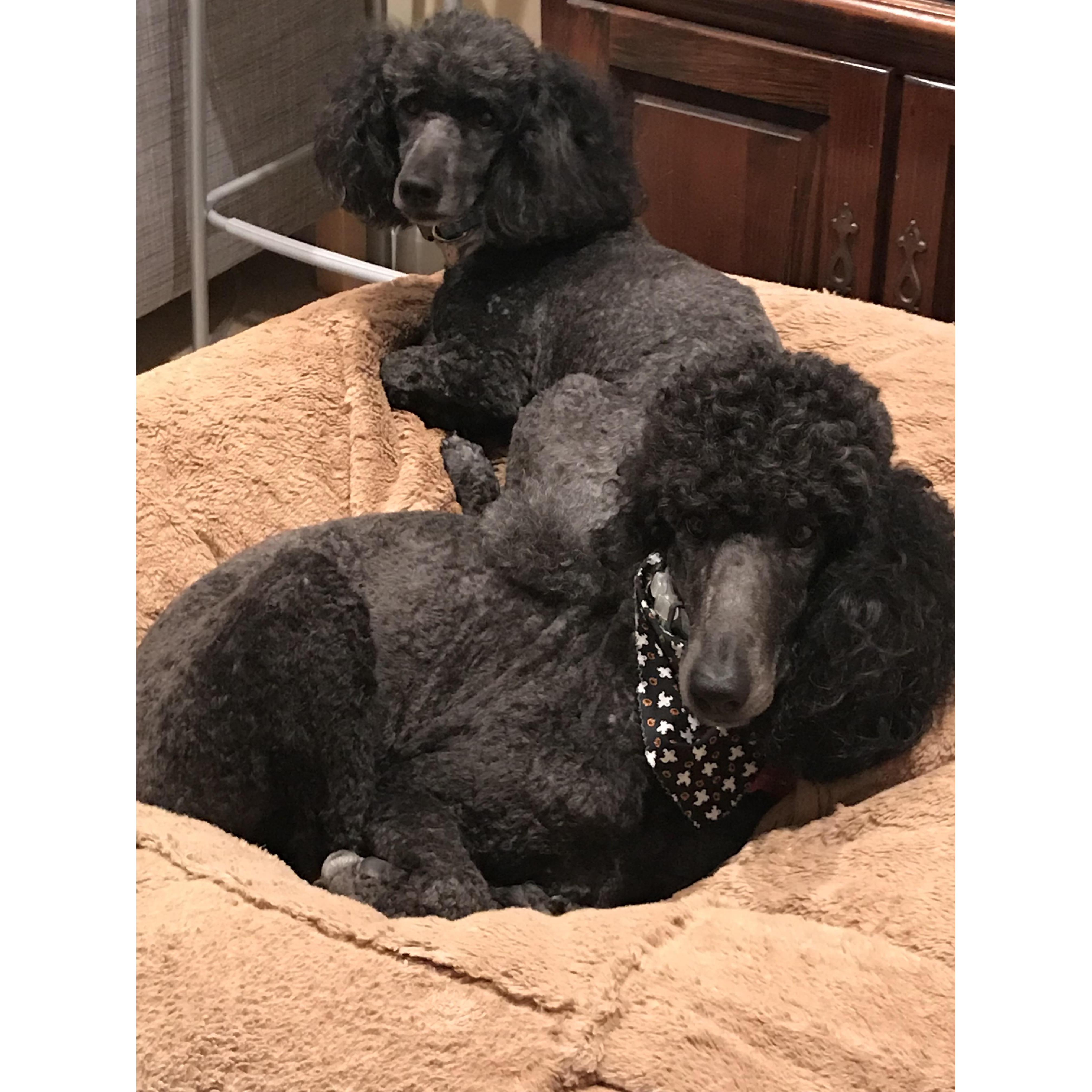 Remy and Skye sharing the Love Sac
