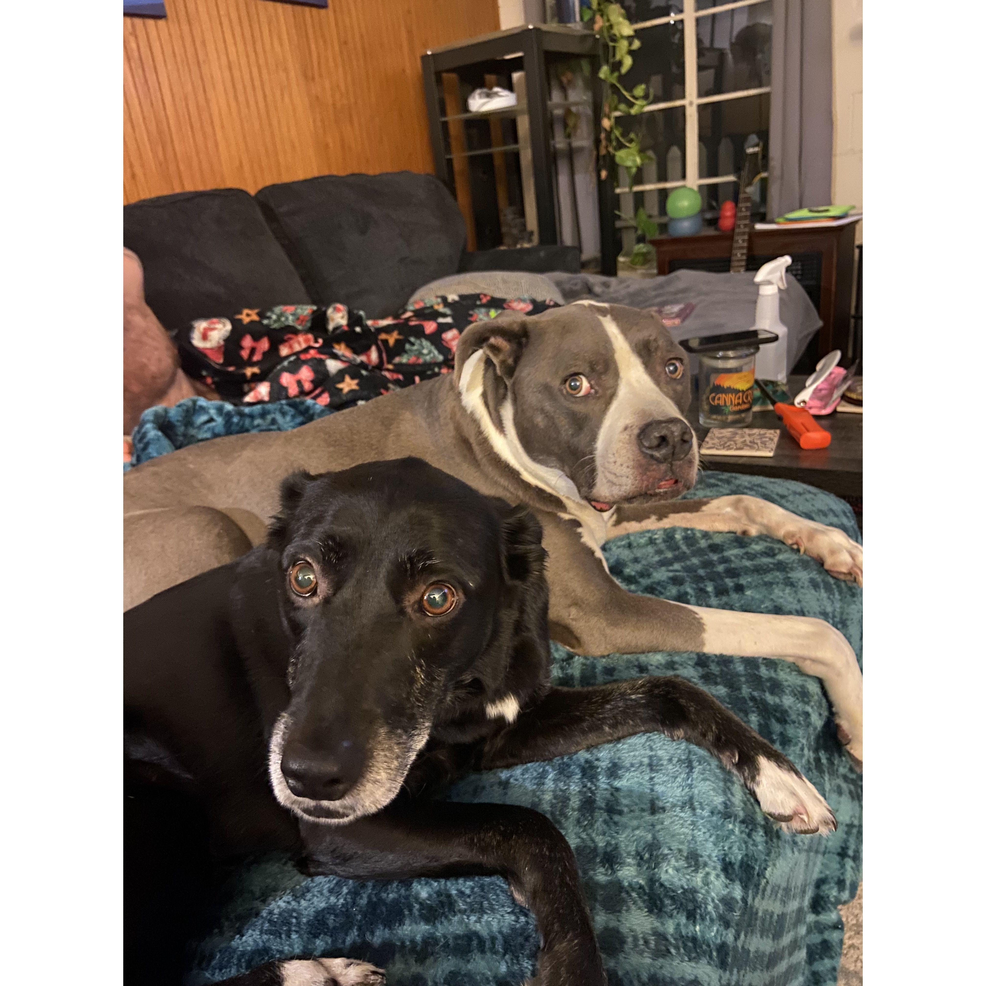 Our fur babies - Bessie and Wesson
