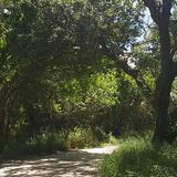 Jungle Trail