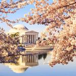 Cherry Blossom Festival!