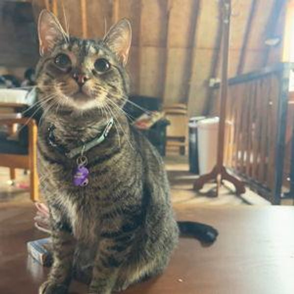 Gemma’s FI Collar + New Puppy Tracker