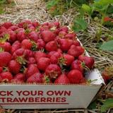 Sweet Berry Farm