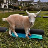 Goat Yoga