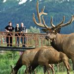 Alaska Wildlife Conservation Center