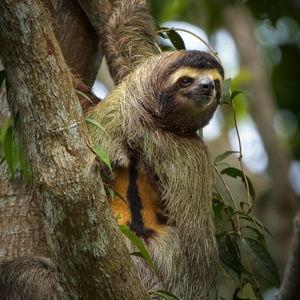 Sloth Tour