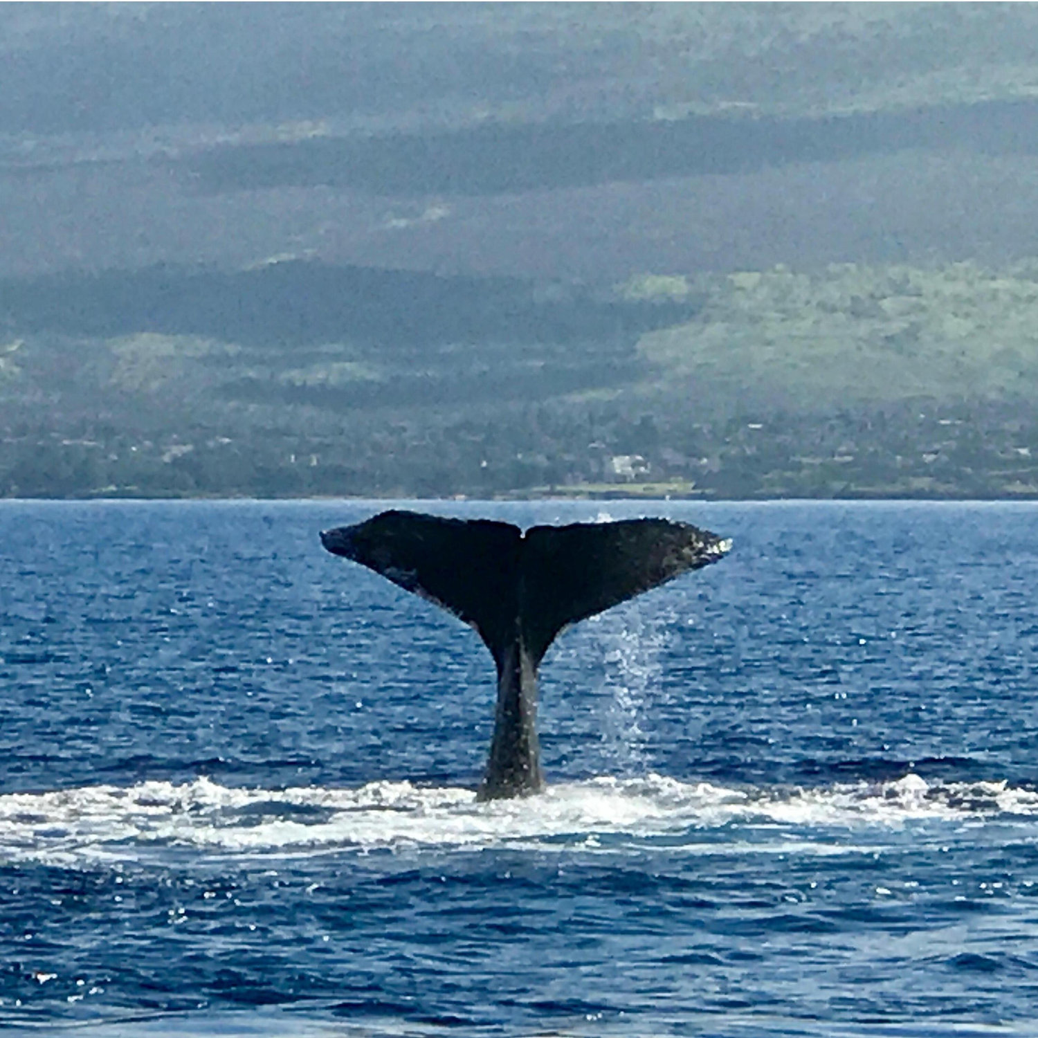 Whale Siting - Maui - Spring 2017