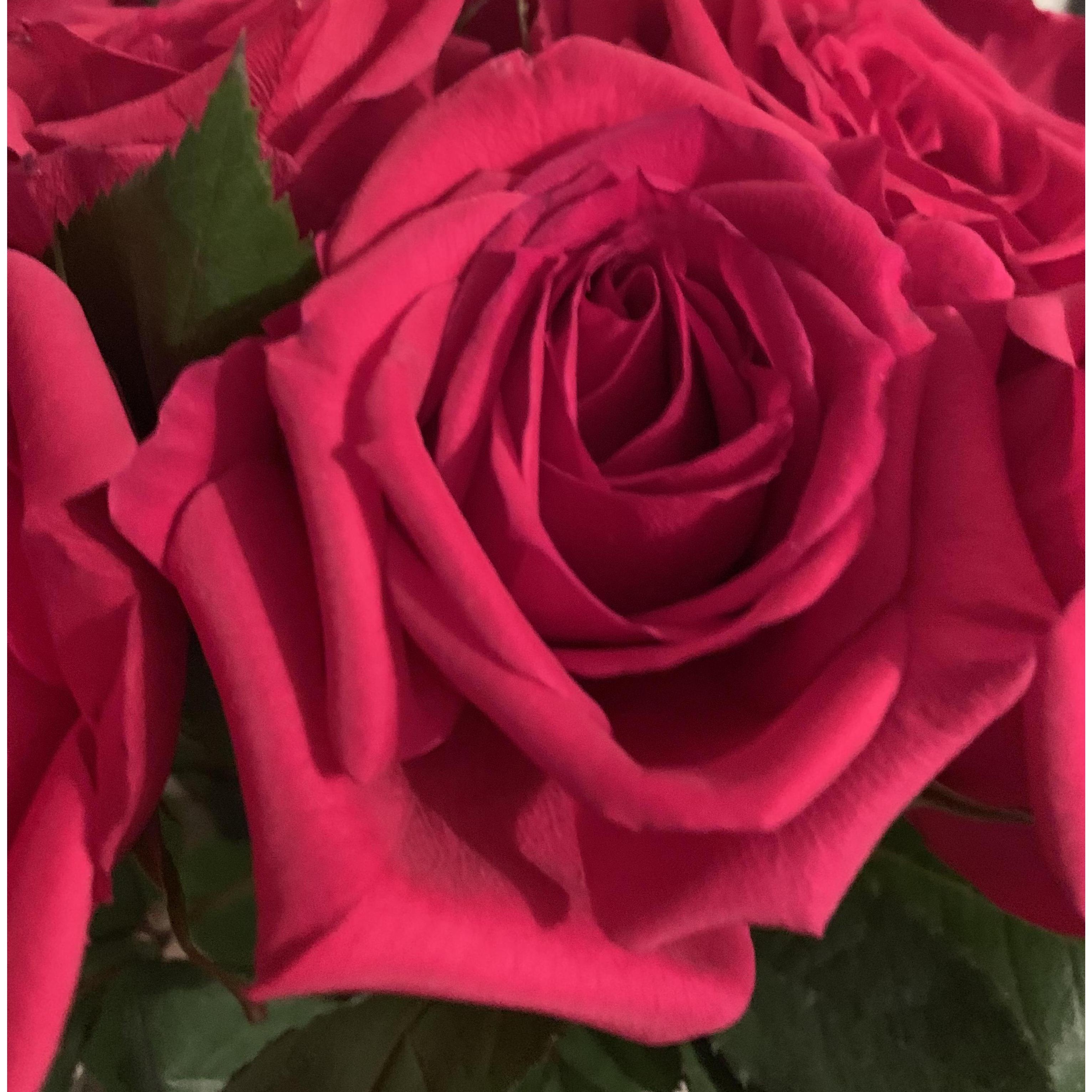 I always try to take at least one picture of every rose Corbin gets me :)