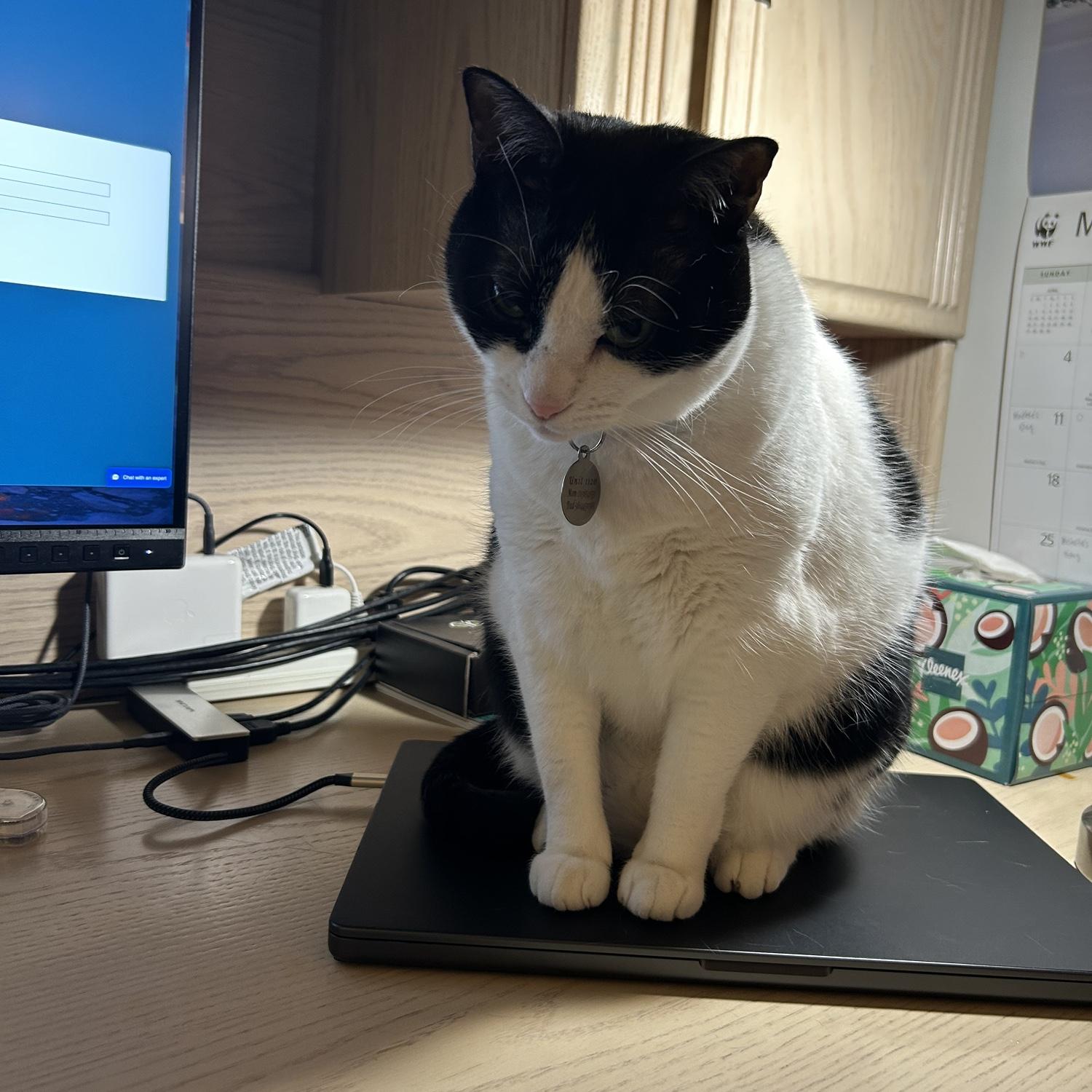 Ellis' coworker demanding an urgent meeting (she needed pets)