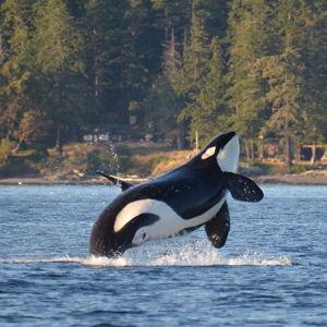 Help Katie see an orca (Whale Watching Tour)