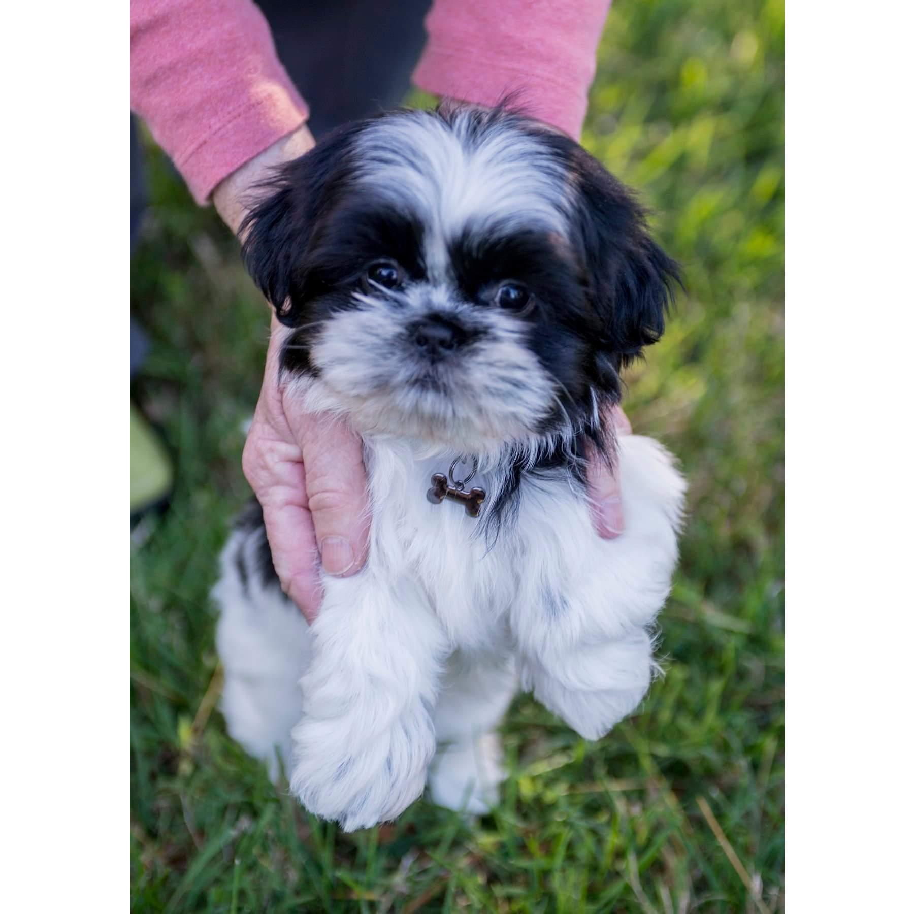 Meet Domino, our first fur baby together!