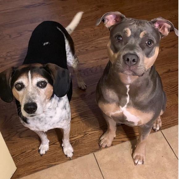 Our fur daughters!