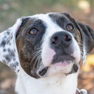 Bonnie's Treat Fund