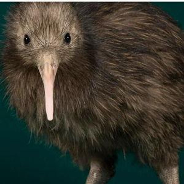 Stewart Island Wild Kiwi Encounter