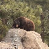 Bearizona Wildlife Park