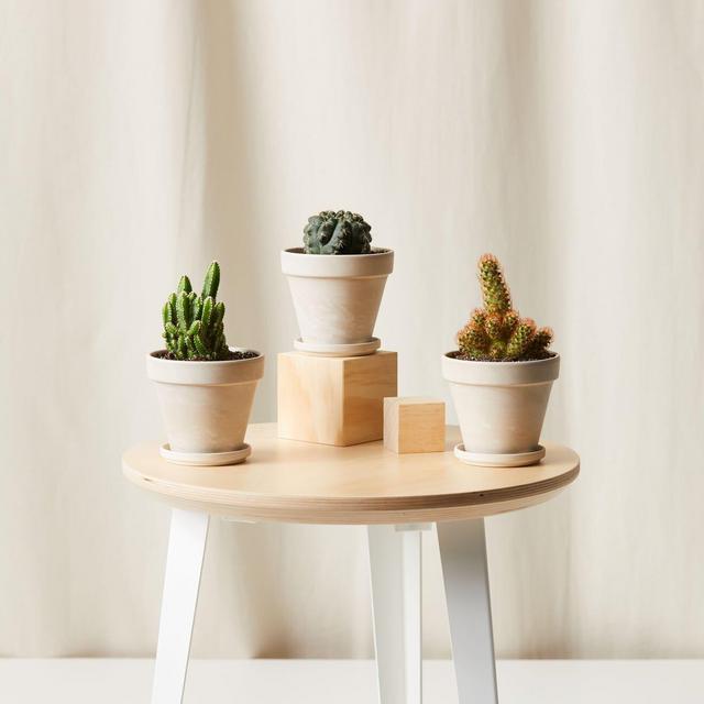 Buy Potted Painted Desert Collection | Bloomscape