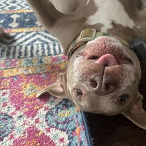 Mamma Dogsitter Fund